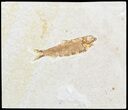 Bargain Knightia Fossil Fish - Wyoming #47882-1